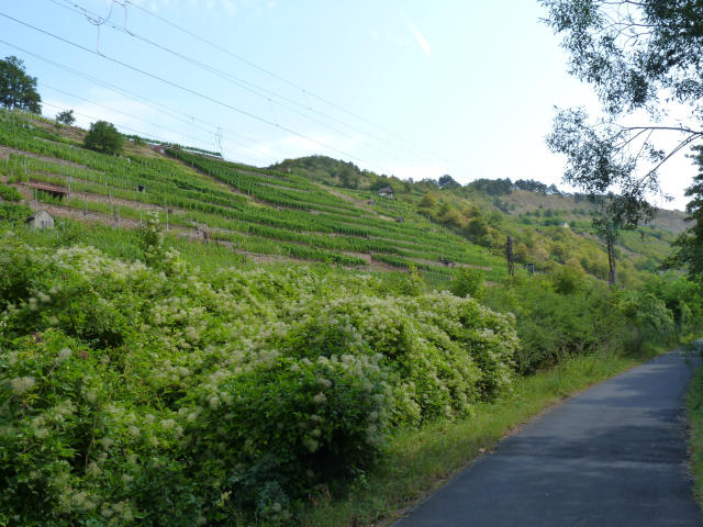 P1180589